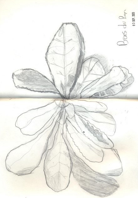croquis_bois_du_lion_03_09_2020_bilel_seffar_6e6_r_2.jpg Thumbnail
