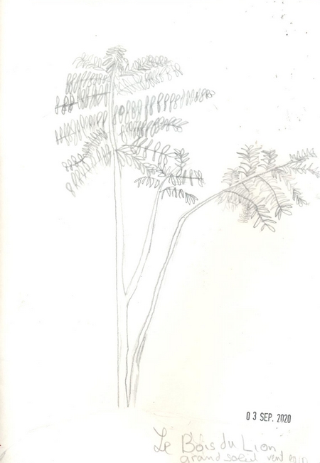 croquis_bois_du_lion_03_09_2020_fatine_6e6_r.jpg Thumbnail
