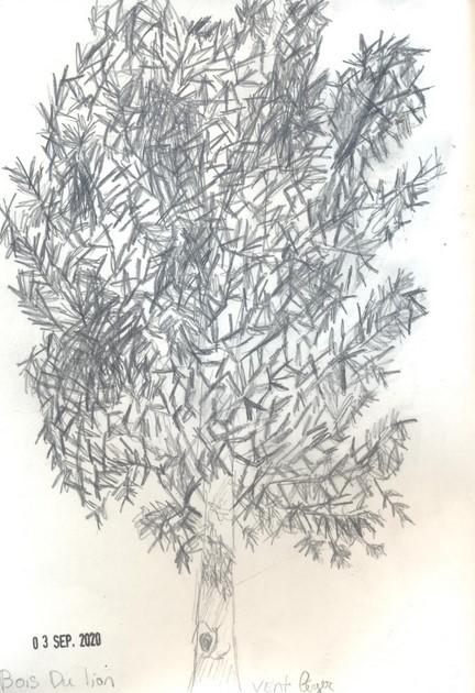 croquis_bois_du_lion_03_09_2020_timothee_6e6_r_2.jpg Thumbnail