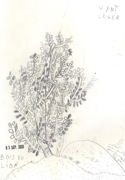croquis_bois_du_lion_03_09_2020_tom_lestrat_6e6_r_2.jpg Thumbnail