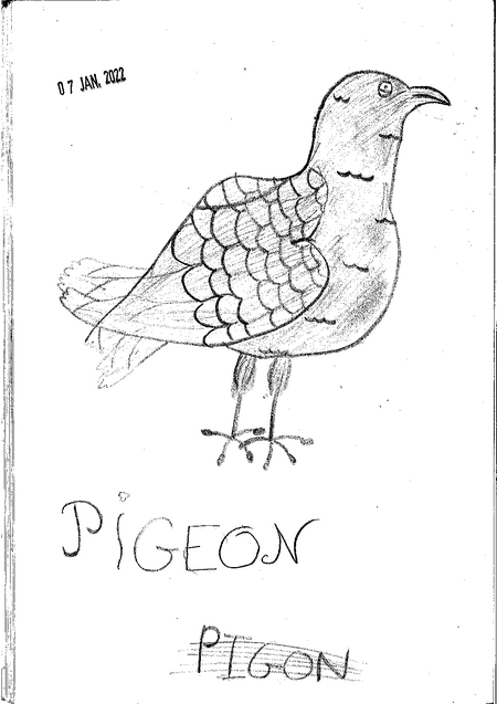 loujayne_pigeon.jpg Thumbnail